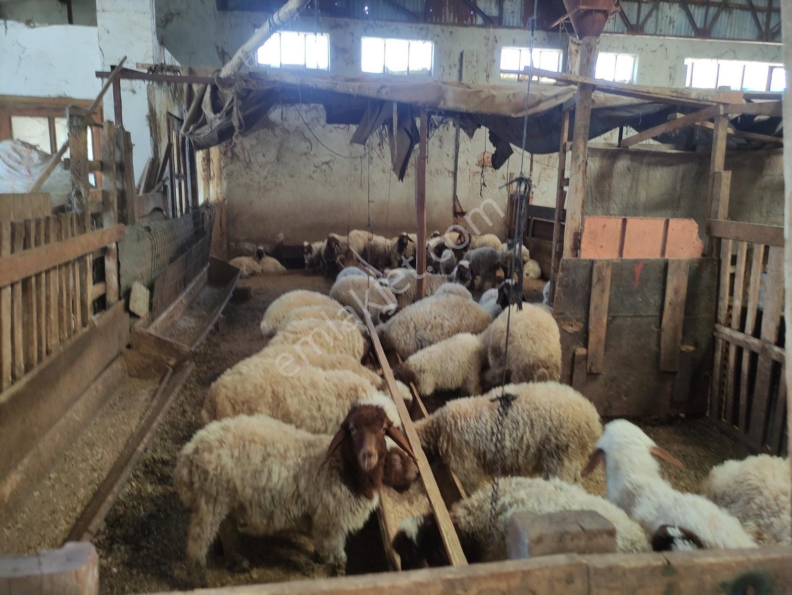 Özpınar,dan Kisecik Hayvancılık Bölgesi Arsa 2289 M2 % 30 İnş. - Görsel 12