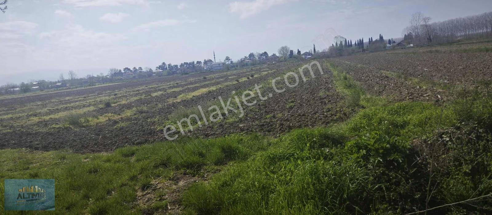 Uzun Çınar'da Yerleşim Yerine Yakın Satılık Tarla - Görsel 4