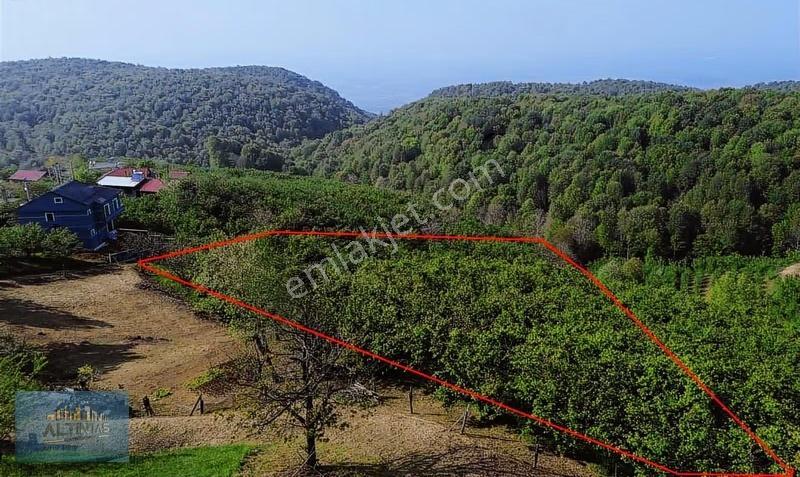 Güzlekte Manzaralı Takasa Açık 2.5 Dönüm Yatırımlık Fındıklık