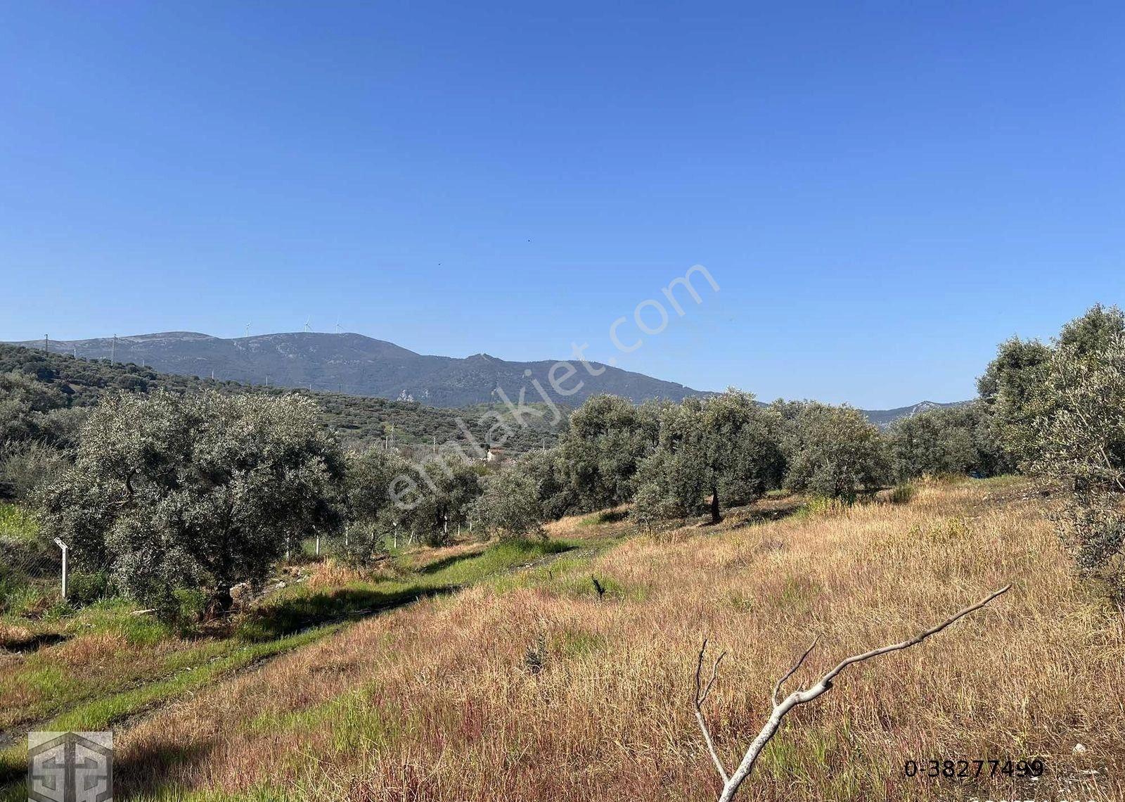 İzmir Selçuk Abuhayat Bölgesi 6000m2 Zeytinlik - Görsel 9