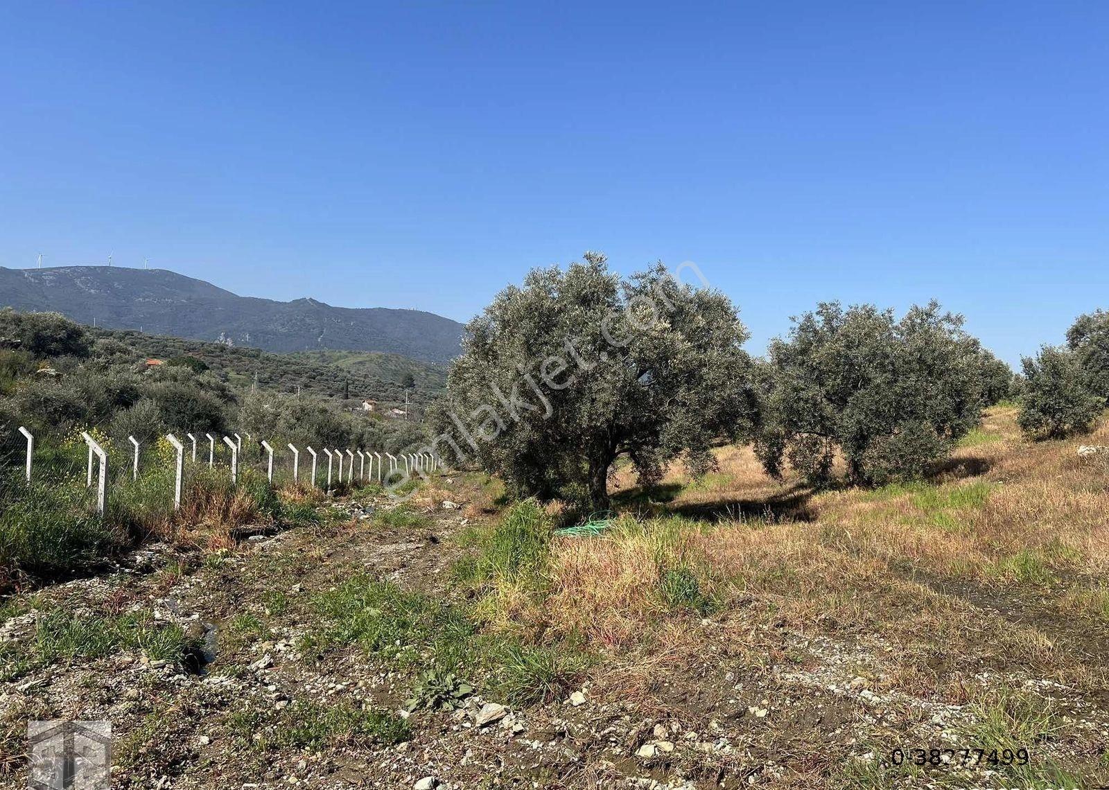 İzmir Selçuk Abuhayat Bölgesi 6000m2 Zeytinlik - Görsel 19