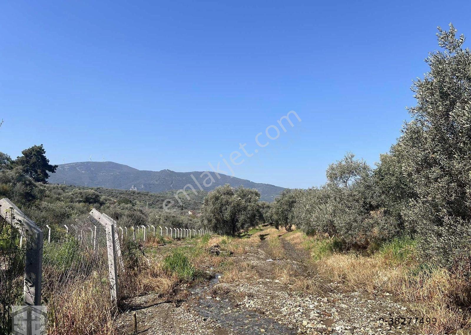 İzmir Selçuk Abuhayat Bölgesi 6000m2 Zeytinlik