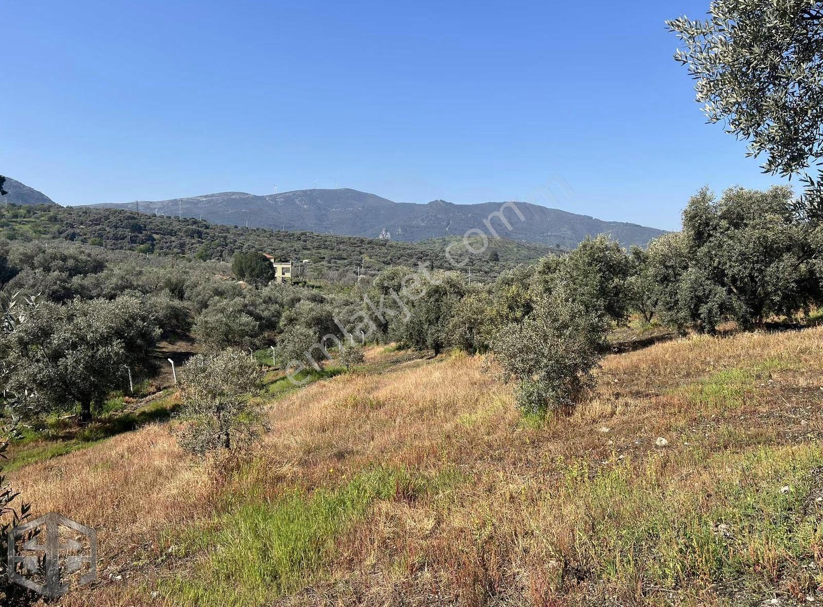 İzmir Selçuk Abuhayat Bölgesi 6000m2 Zeytinlik - Görsel 17