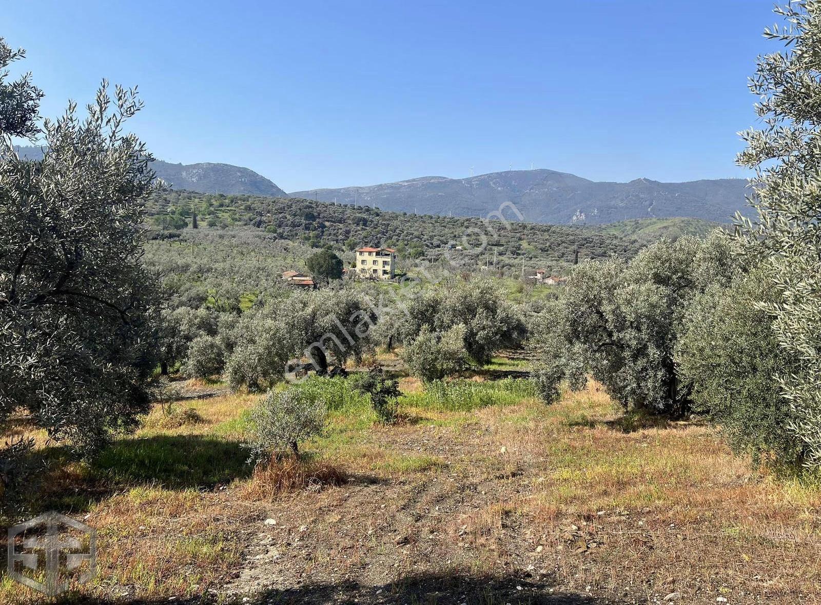 İzmir Selçuk Abuhayat Bölgesi 6000m2 Zeytinlik - Görsel 15