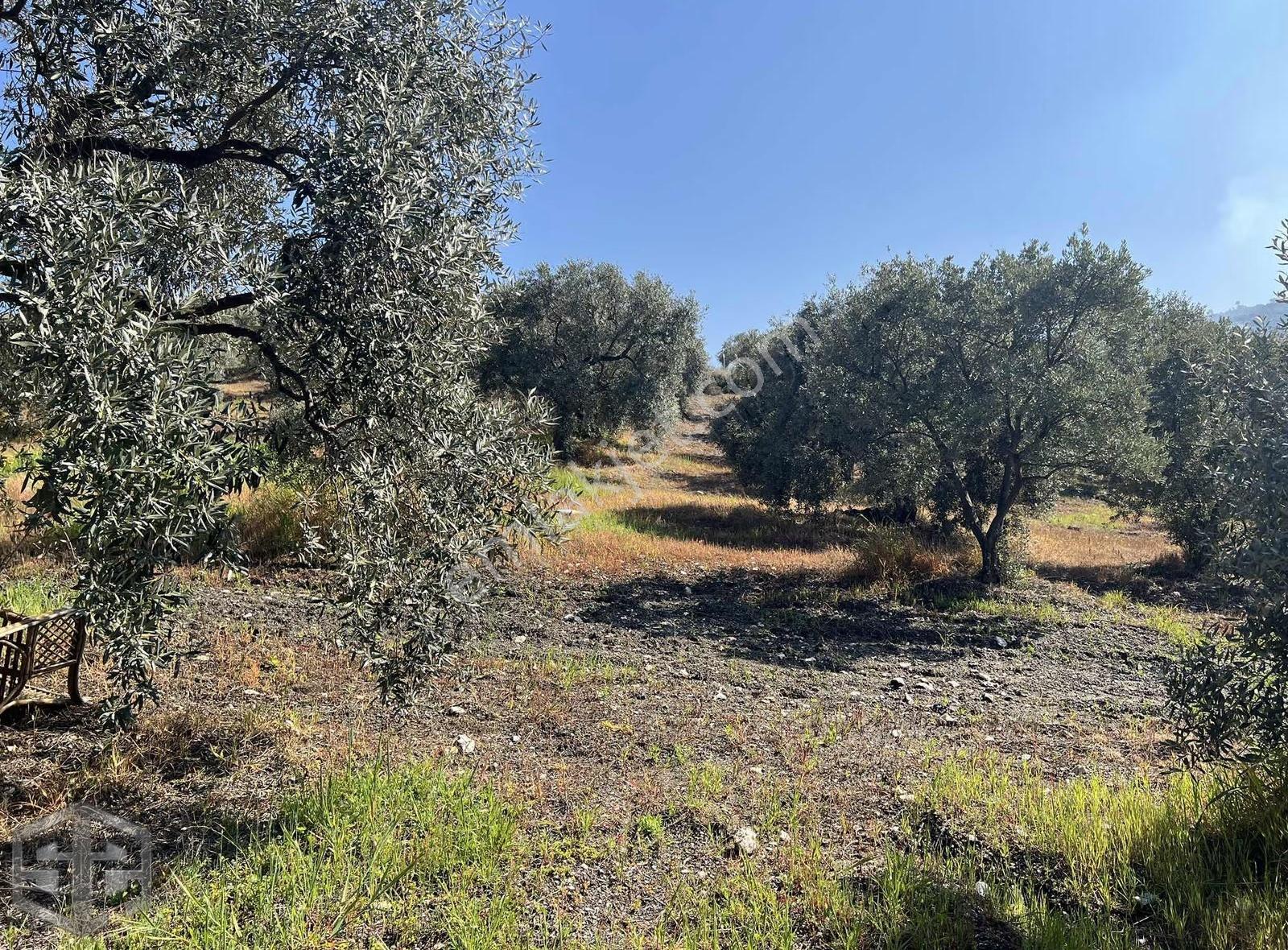 İzmir Selçuk Abuhayat Bölgesi 6000m2 Zeytinlik - Görsel 9