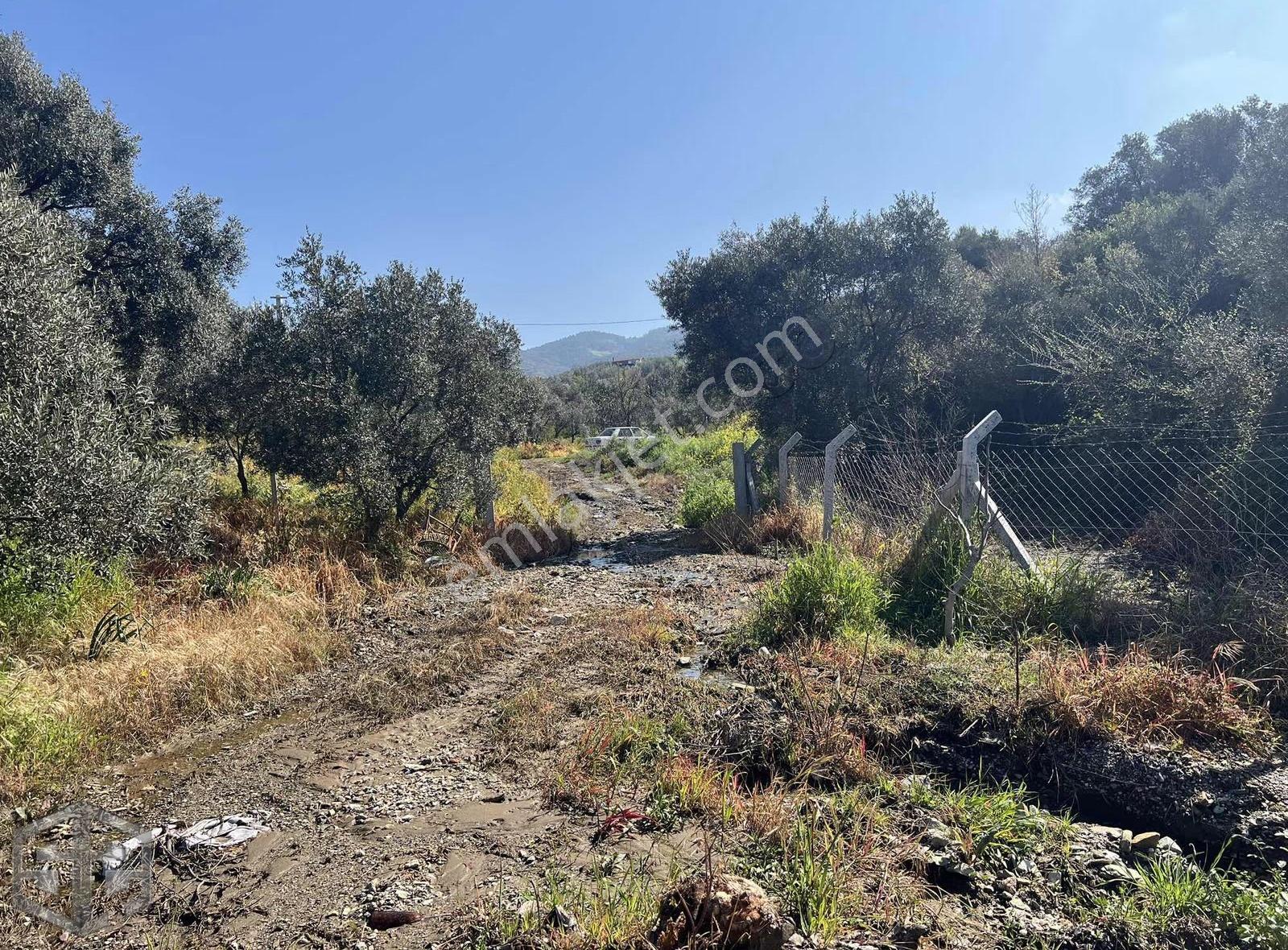 İzmir Selçuk Abuhayat Bölgesi 6000m2 Zeytinlik - Görsel 18