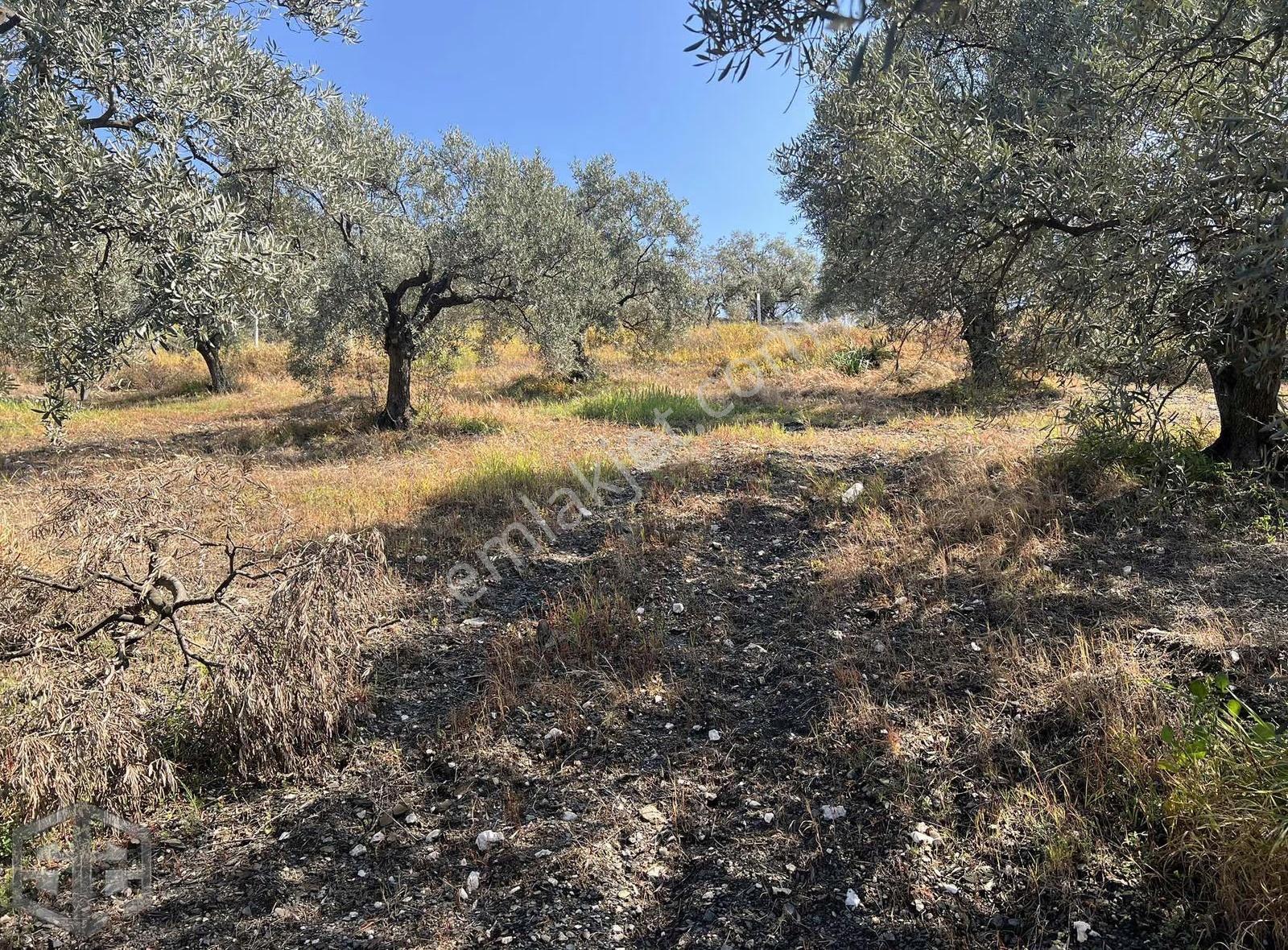 İzmir Selçuk Abuhayat Bölgesi 6000m2 Zeytinlik - Görsel 16