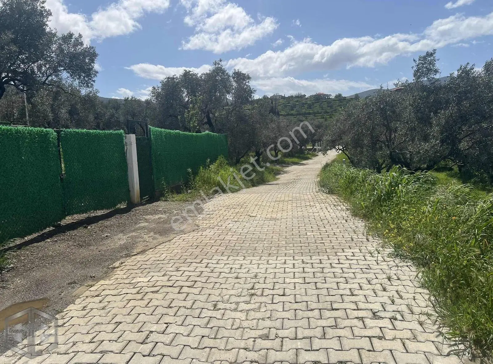 İzmir Selçuk Abuhayat 470 M2 Zeytinlik - Görsel 5
