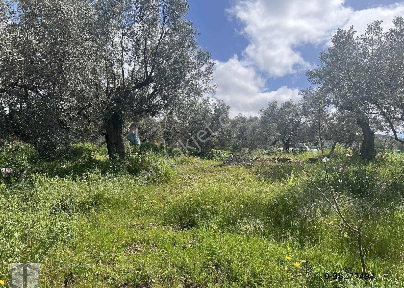 İzmir Selçuk Abuhayat 470 M2 Zeytinlik - Görsel 5