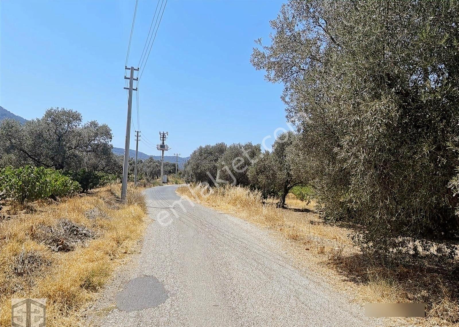 İzmir Selçuk Gökçealan Köyünde 3389 M2 Düz Zeytinlik - Görsel 5