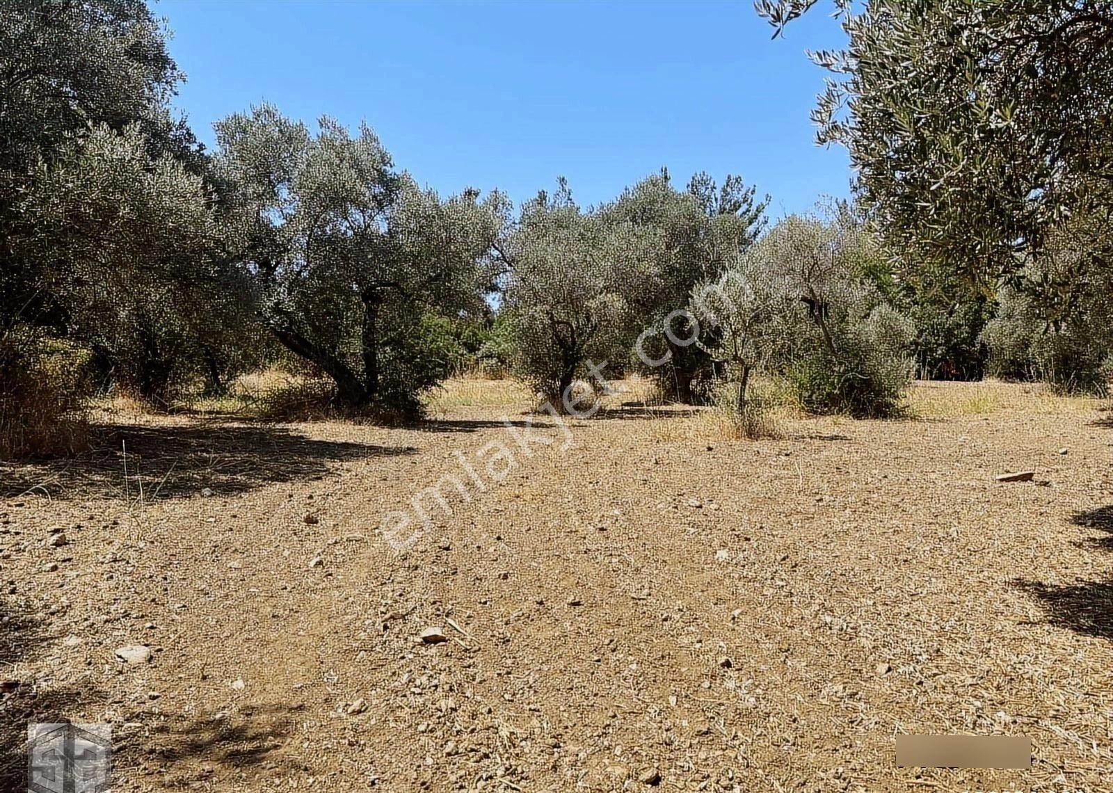 İzmir Selçuk Gökçealan Köyünde 3389 M2 Düz Zeytinlik - Görsel 10