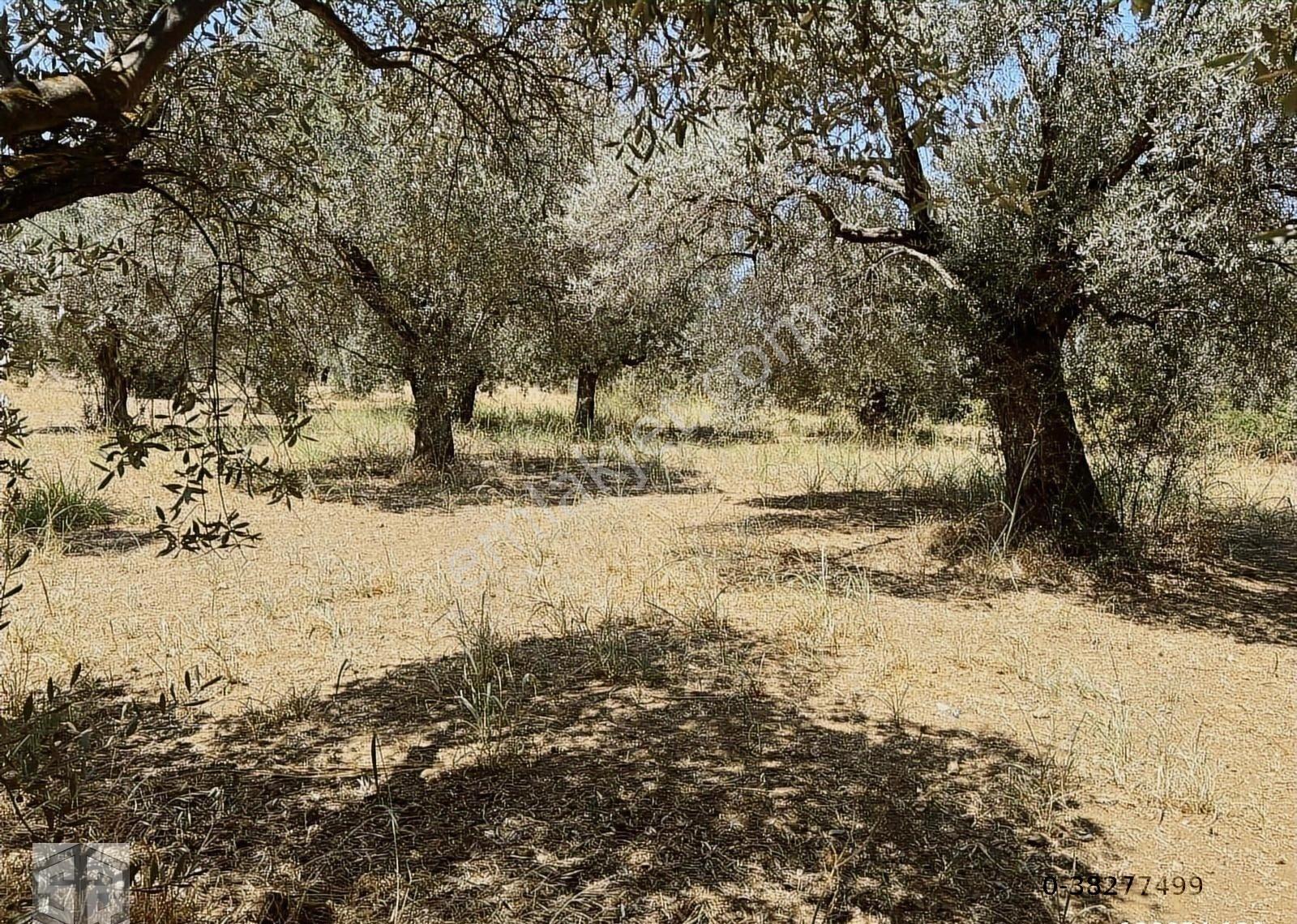 İzmir Selçuk Gökçealan Köyünde 3389 M2 Düz Zeytinlik - Görsel 9