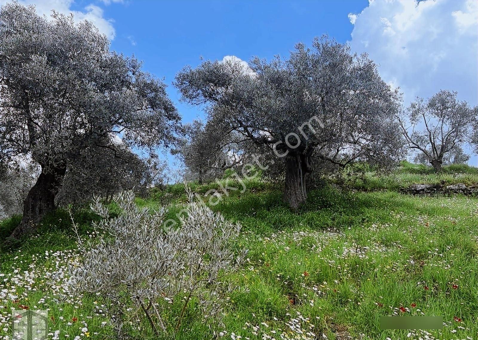 İzmir Selçuk Efes Abuhayat 2.500m2 Zeytinlik - Görsel 4