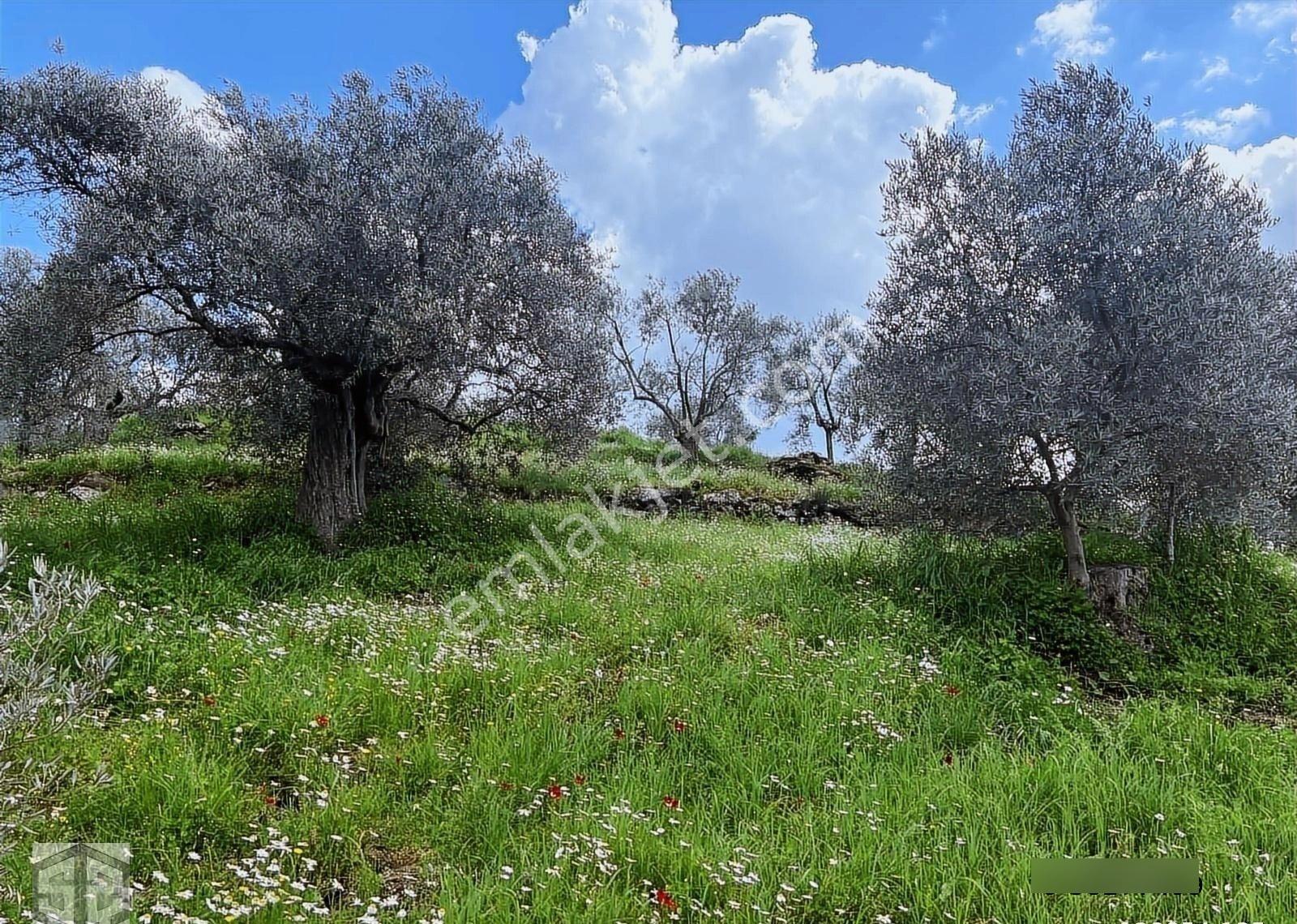 İzmir Selçuk Efes Abuhayat 2.500m2 Zeytinlik - Görsel 12