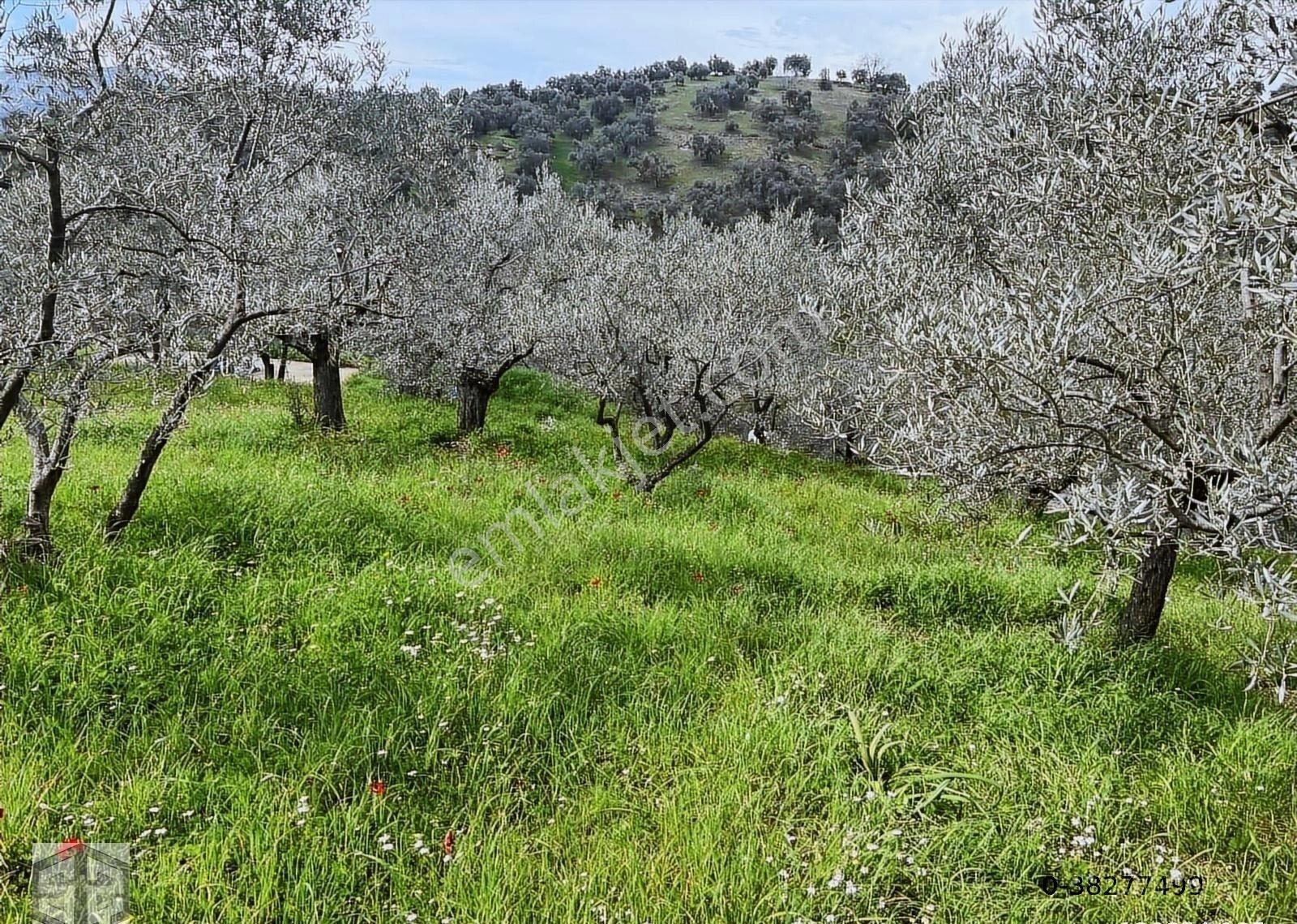 İzmir Selçuk Efes Abuhayat 2.500m2 Zeytinlik - Görsel 13
