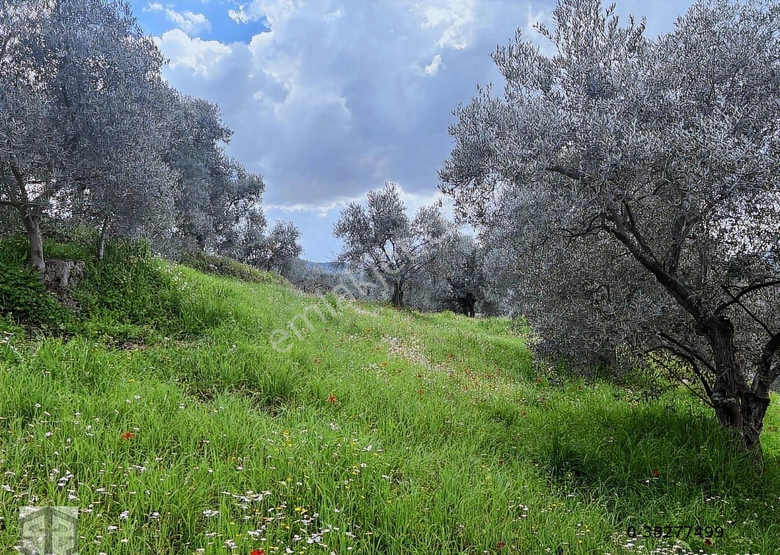 İzmir Selçuk Efes Abuhayat 2.500m2 Zeytinlik - Görsel 9