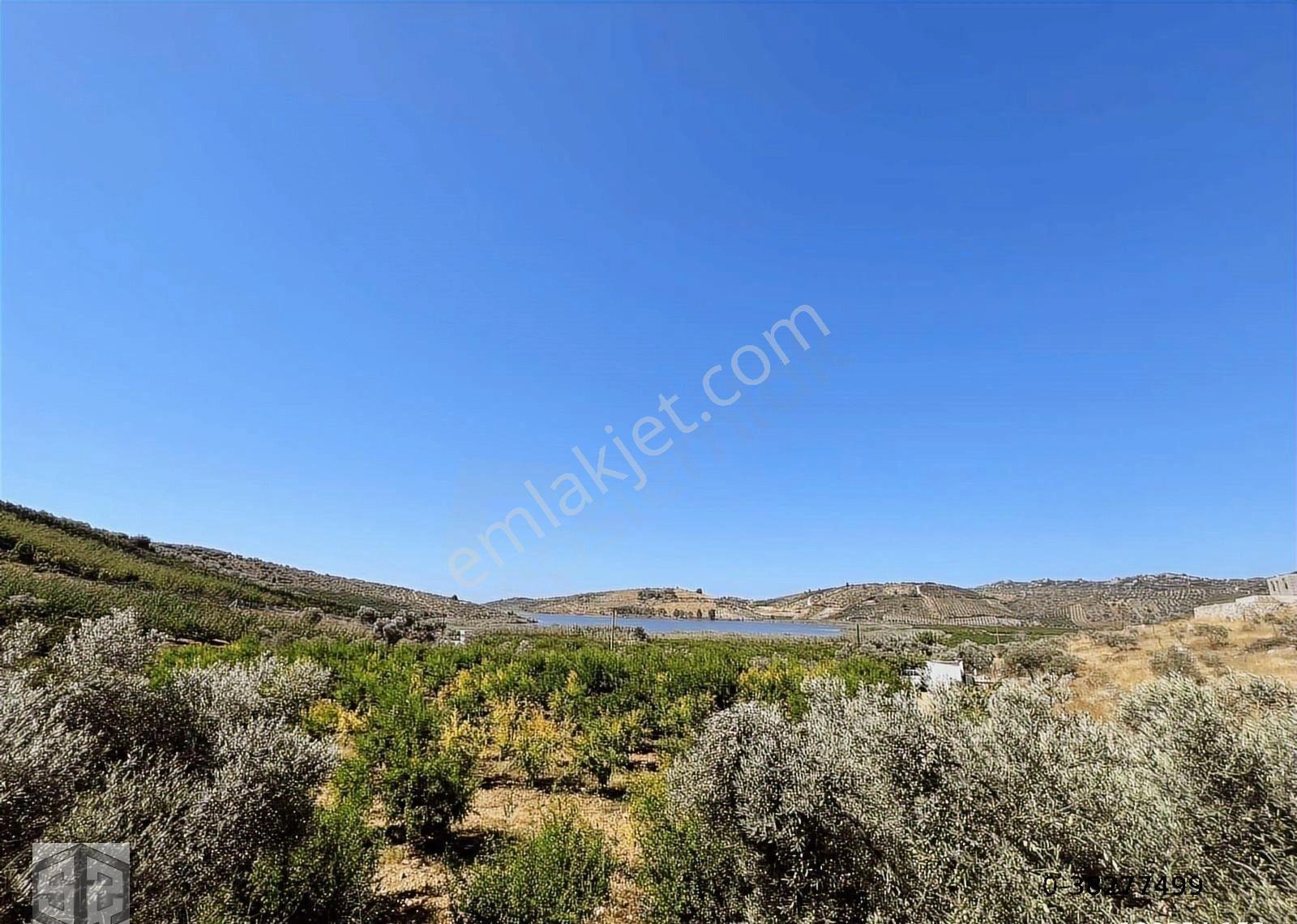 İzmir Selçuk İsabey Mh 12 000 M2 Nar Bahçesi - Görsel 14