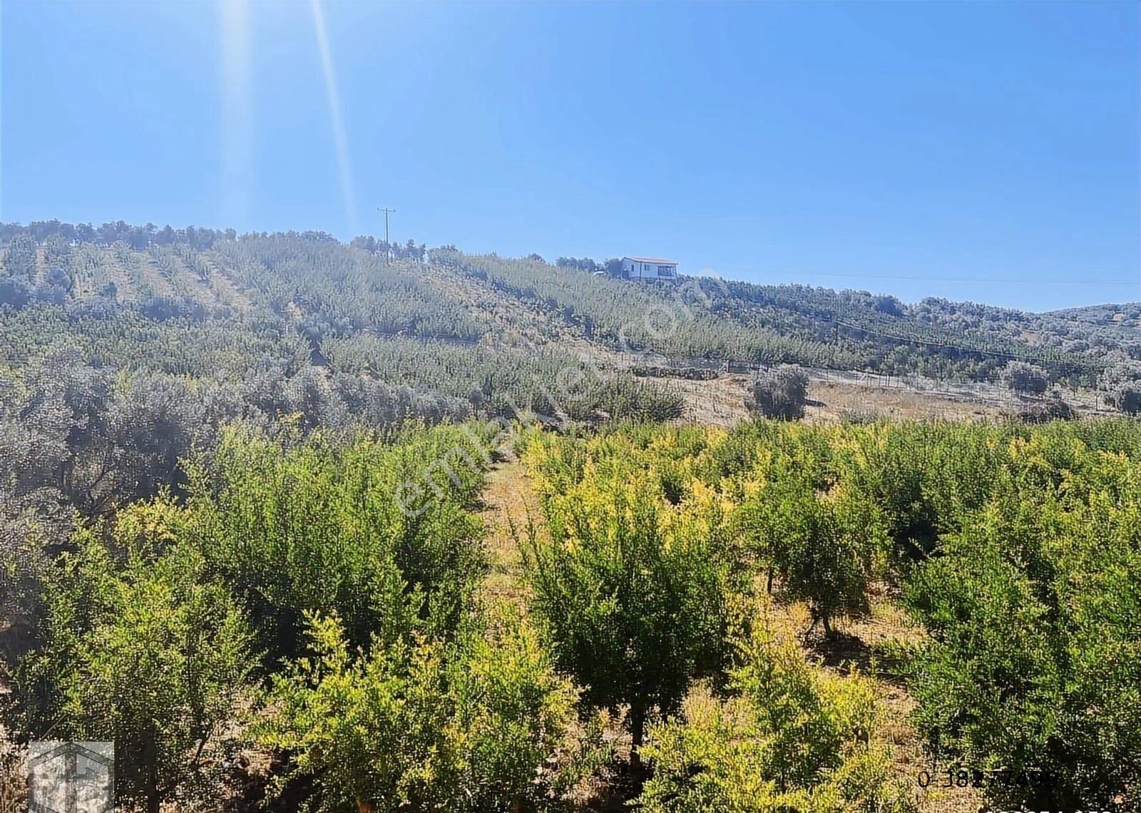 İzmir Selçuk İsabey Mh 12 000 M2 Nar Bahçesi - Görsel 22