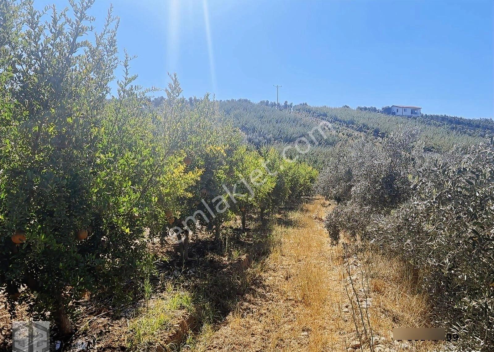 İzmir Selçuk İsabey Mh 12 000 M2 Nar Bahçesi - Görsel 21