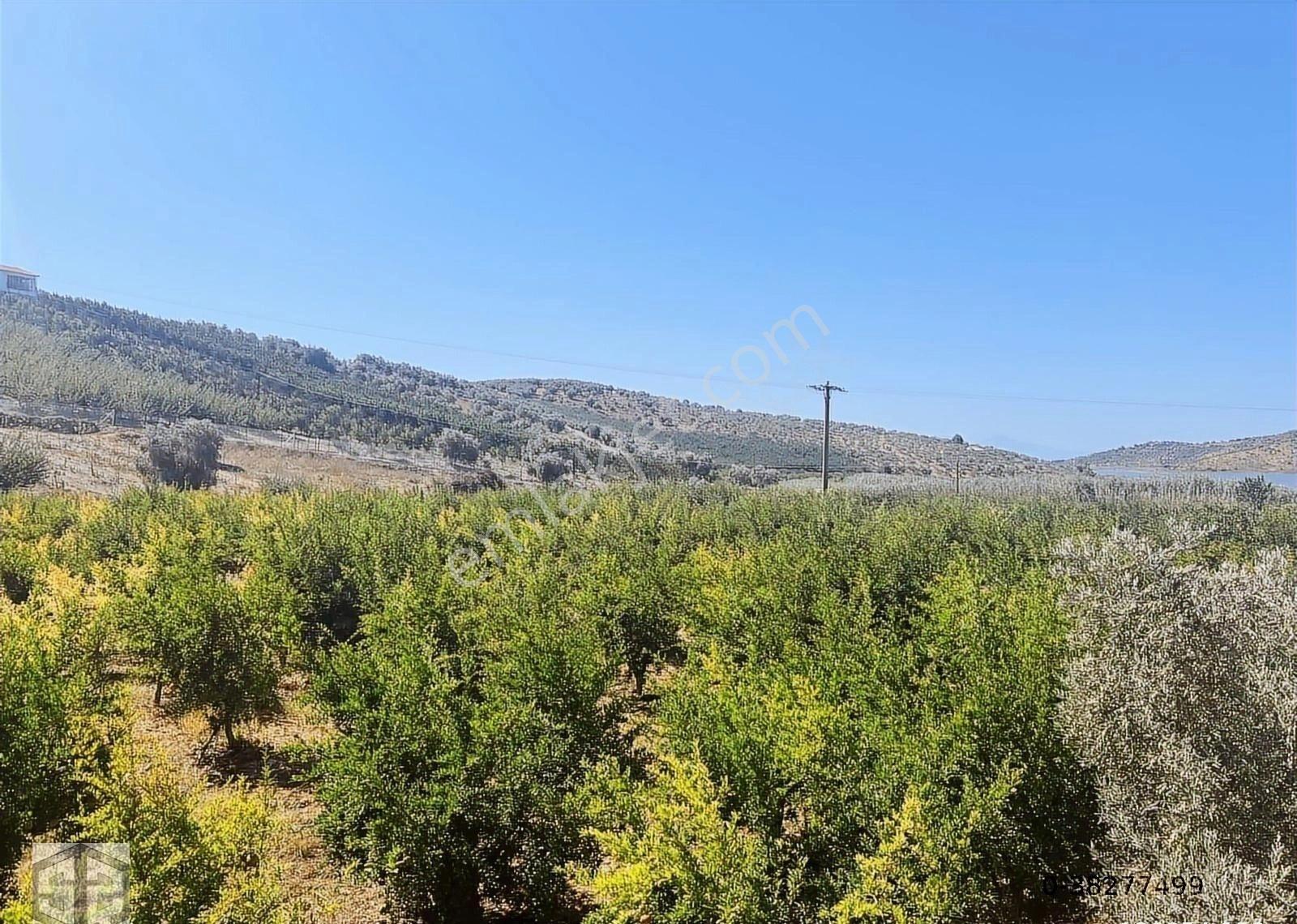 İzmir Selçuk İsabey Mh 12 000 M2 Nar Bahçesi - Görsel 11