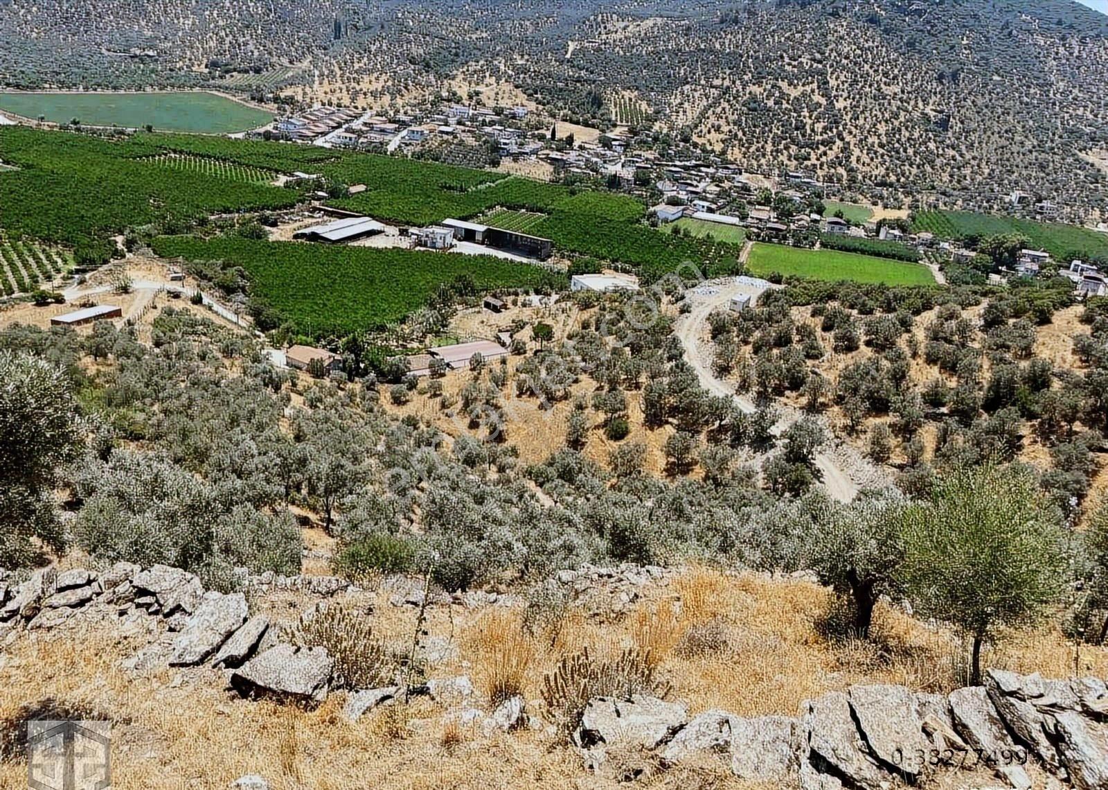 İzmir Selcuk Belevi Köyü 8146 M2 İçinde Evi Olan Zeytinlik - Görsel 10