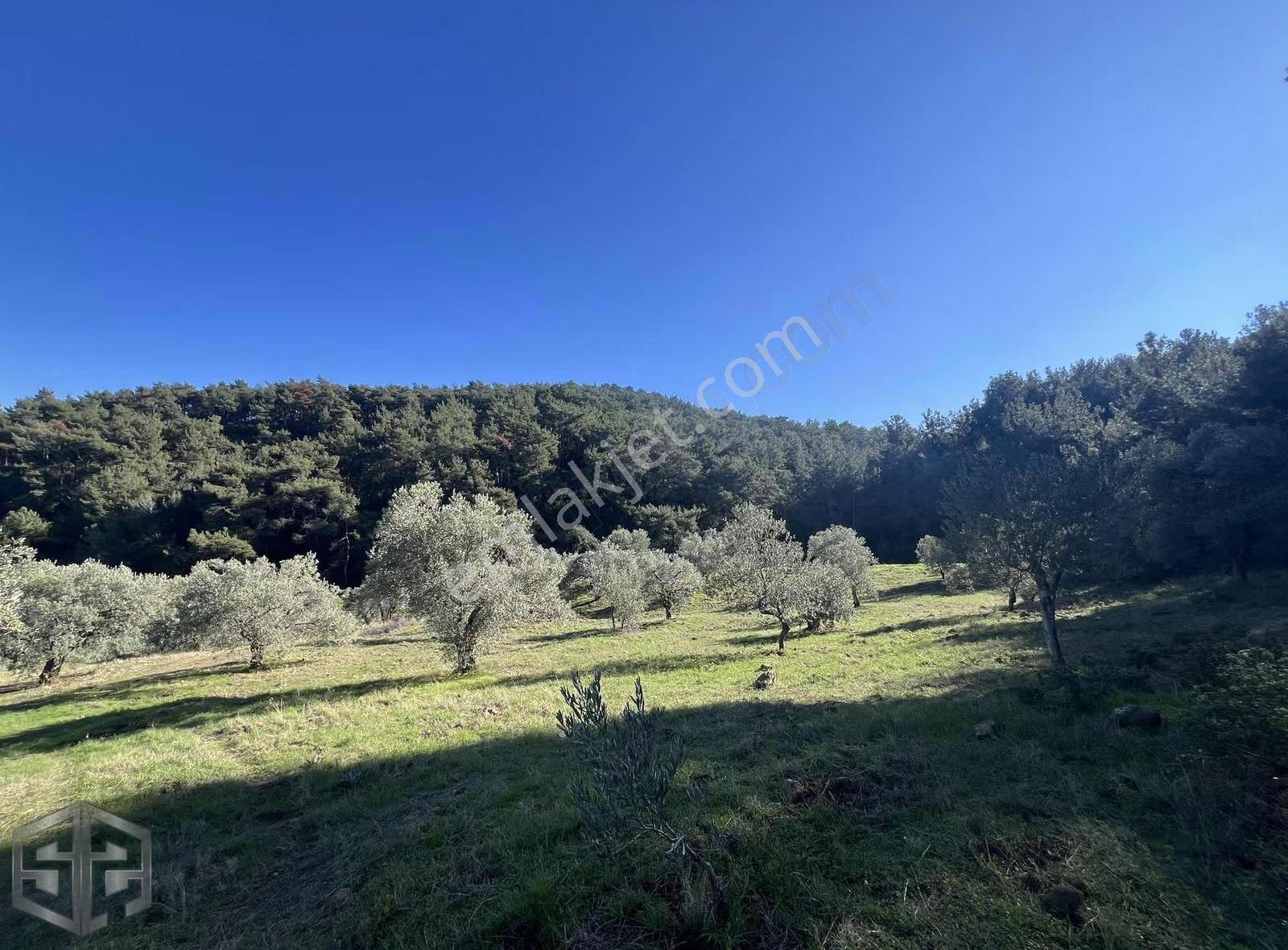 Şirince Köyünde 22.200 M² Satılık Zeytinlik - Görsel 6