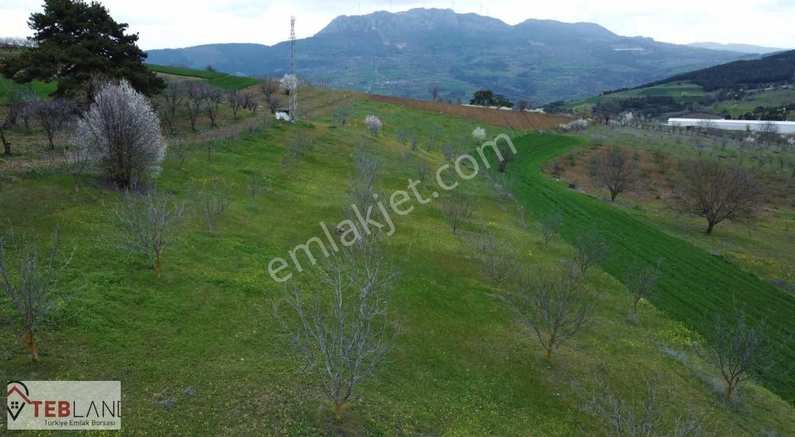 Sakarya Taraklı Hacıyaküplarda 4231 M2 Çeviz Bahcesi