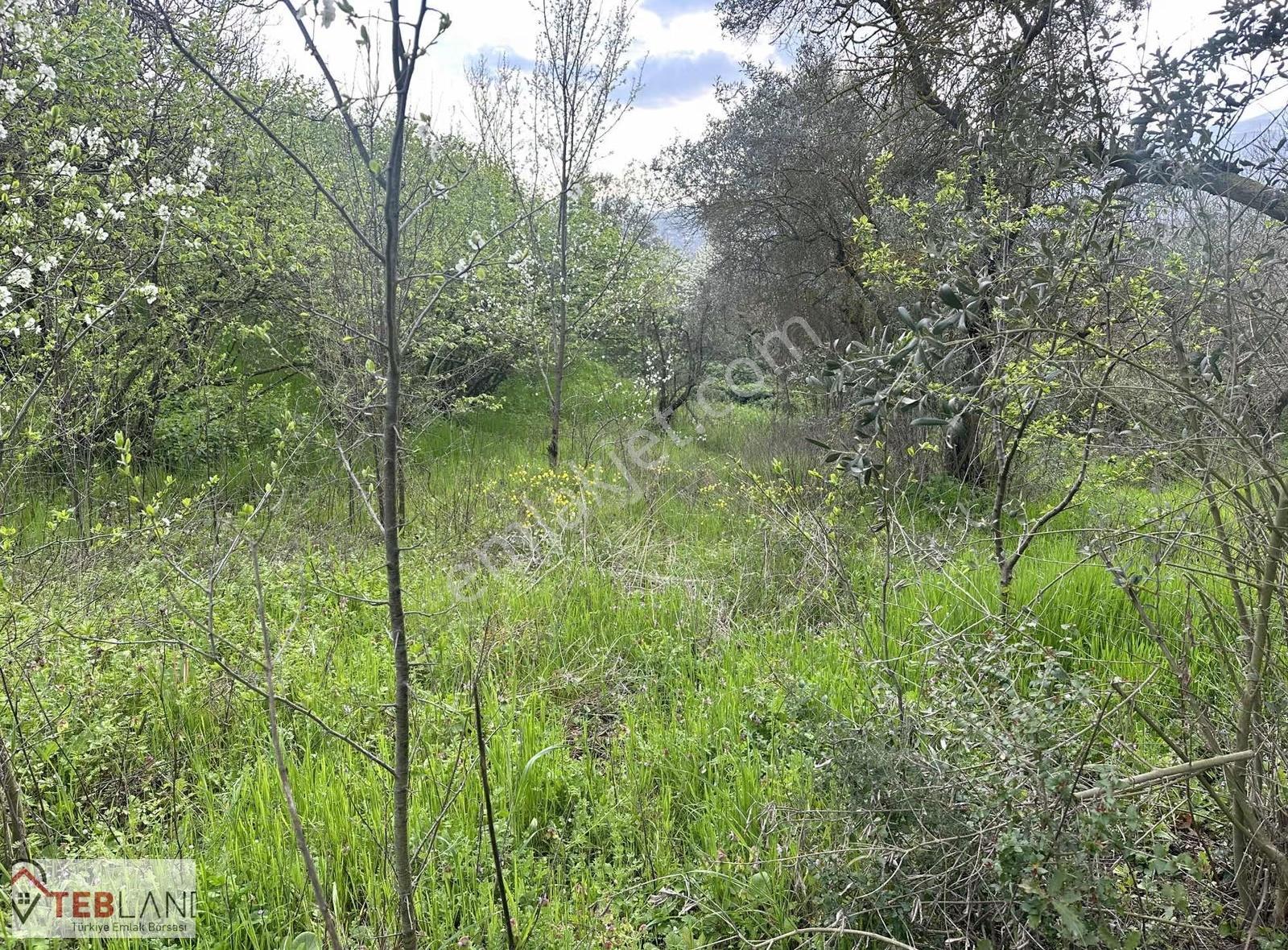Geyve Epcelerde 4800m2 Arsa 2600m2 İmarlı - Görsel 2
