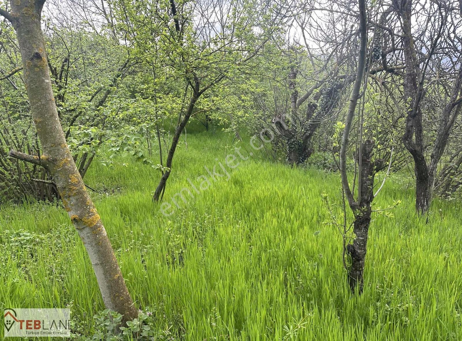 Geyve Epcelerde 4800m2 Arsa 2600m2 İmarlı - Görsel 3