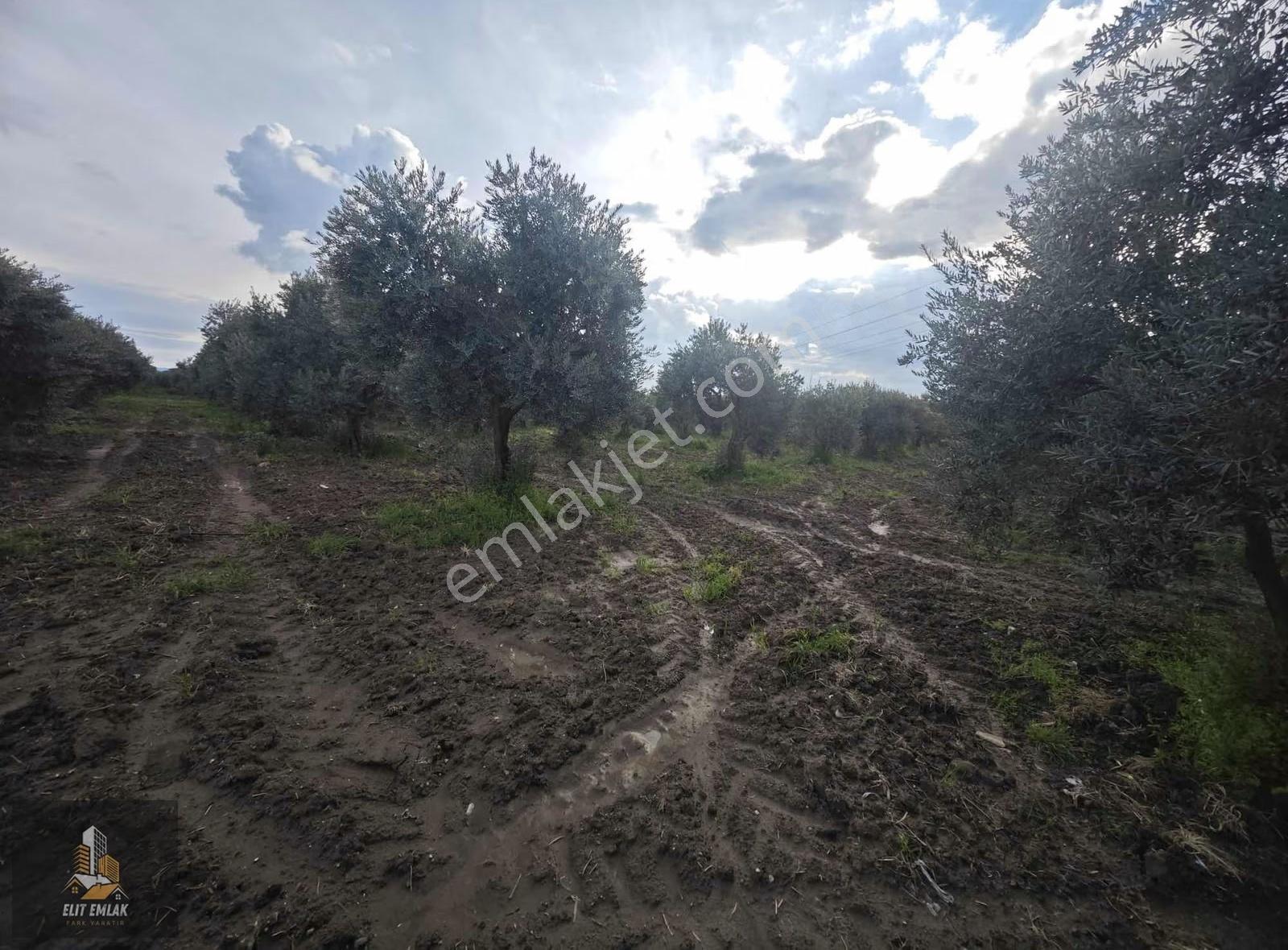 Elit Emlak'tan Satılık Zeytinlik Reşatbey Mahallesi - Görsel 21