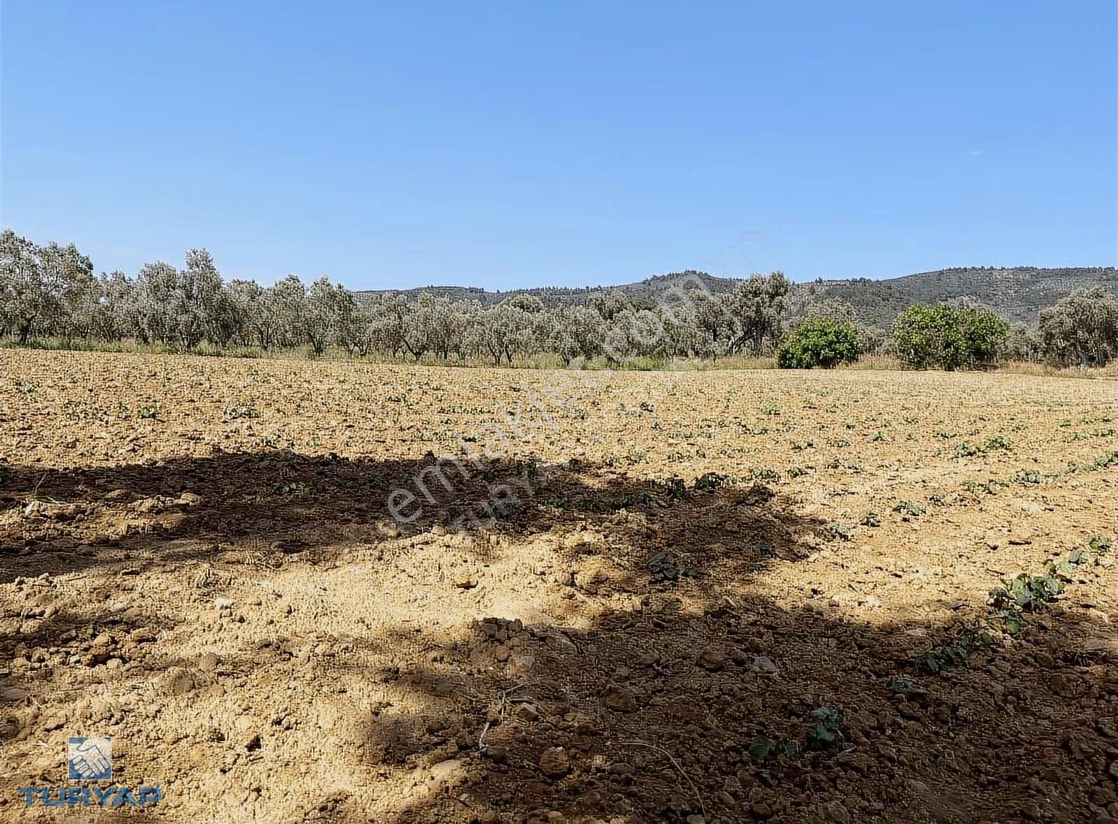 Torbalı Dirmil Mah 1732 M2 Tarla - Görsel 2