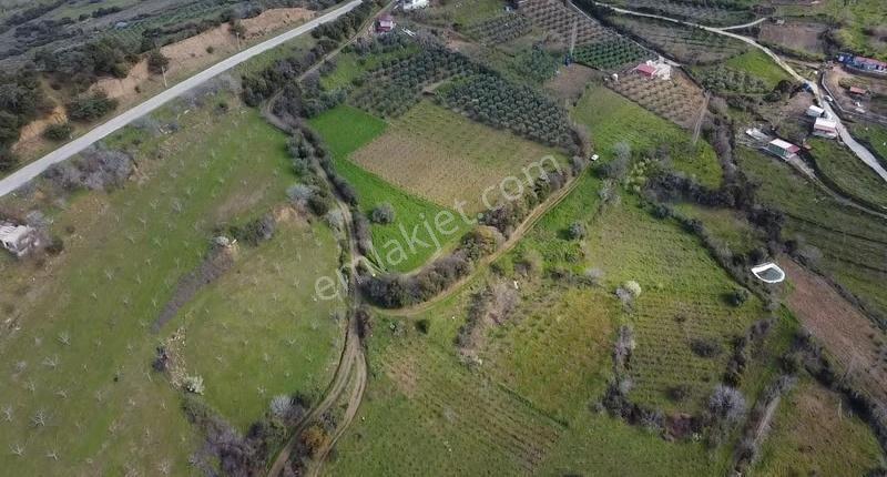 Satılık 6000 M² Zeytinlik Arazi - Karaağaç Girişi - Görsel 8
