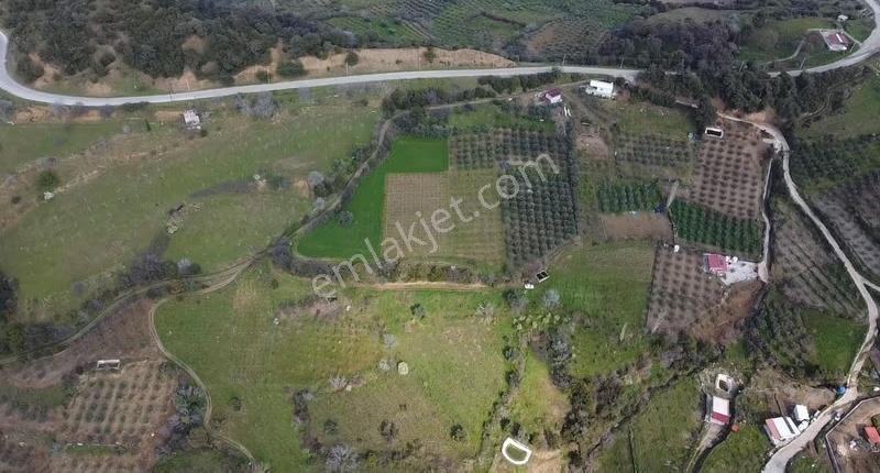Satılık 6000 M² Zeytinlik Arazi - Karaağaç Girişi - Görsel 3