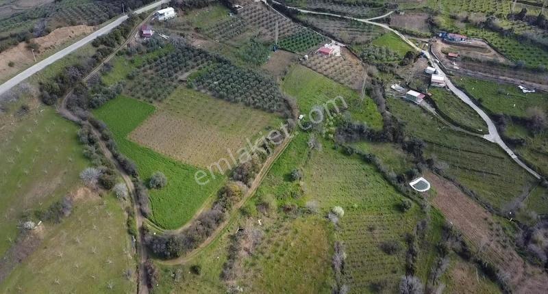 Satılık 6000 M² Zeytinlik Arazi - Karaağaç Girişi - Görsel 9