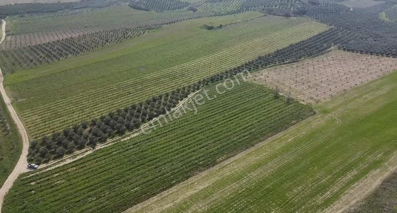 Gölmarmara Gölü Yanında 38 Dönüm Satılık Zeytinlik - Görsel 13