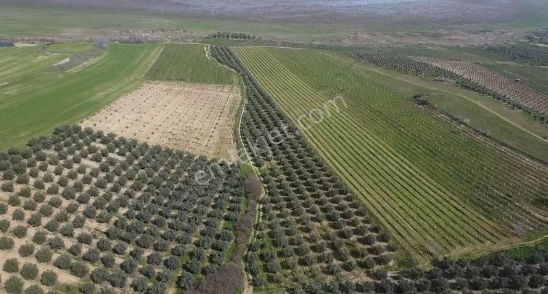 Gölmarmara Gölü Yanında 38 Dönüm Satılık Zeytinlik - Görsel 20