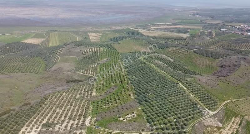 Gölmarmara Gölü Yanında 38 Dönüm Satılık Zeytinlik - Görsel 9