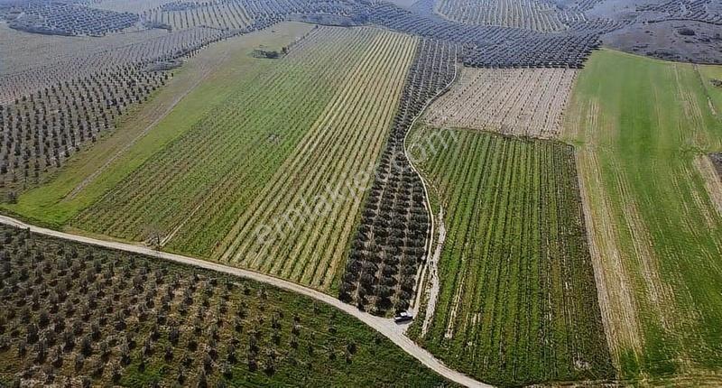 Gölmarmara Gölü Yanında 38 Dönüm Satılık Zeytinlik - Görsel 5