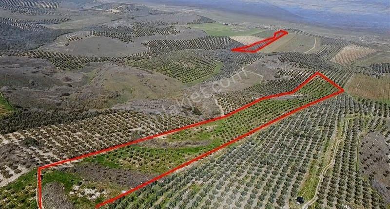 Gölmarmara Gölü Yanında 38 Dönüm Satılık Zeytinlik