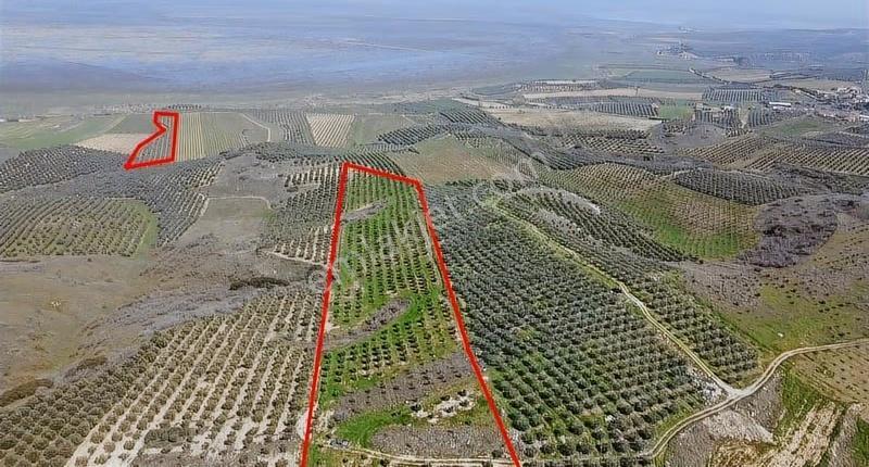 Gölmarmara Gölü Yanında 38 Dönüm Satılık Zeytinlik - Görsel 2