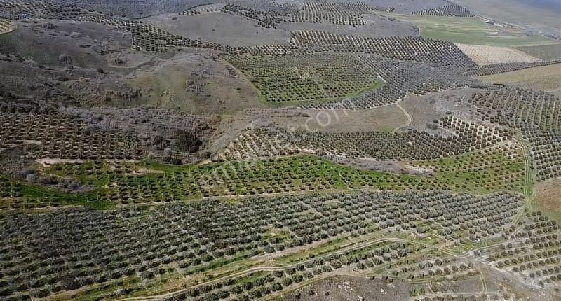 Gölmarmara Gölü Yanında 38 Dönüm Satılık Zeytinlik - Görsel 12