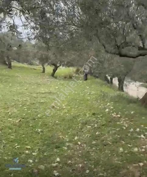 Büyükbelen Mh. Ne 5 Dk Mesafede Satılık Zeytinlik