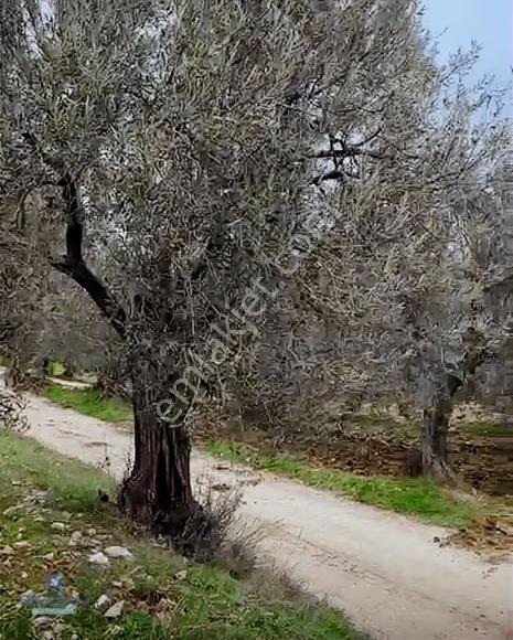 Büyükbelen Mh. Ne 5 Dk Mesafede Satılık Zeytinlik - Görsel 11