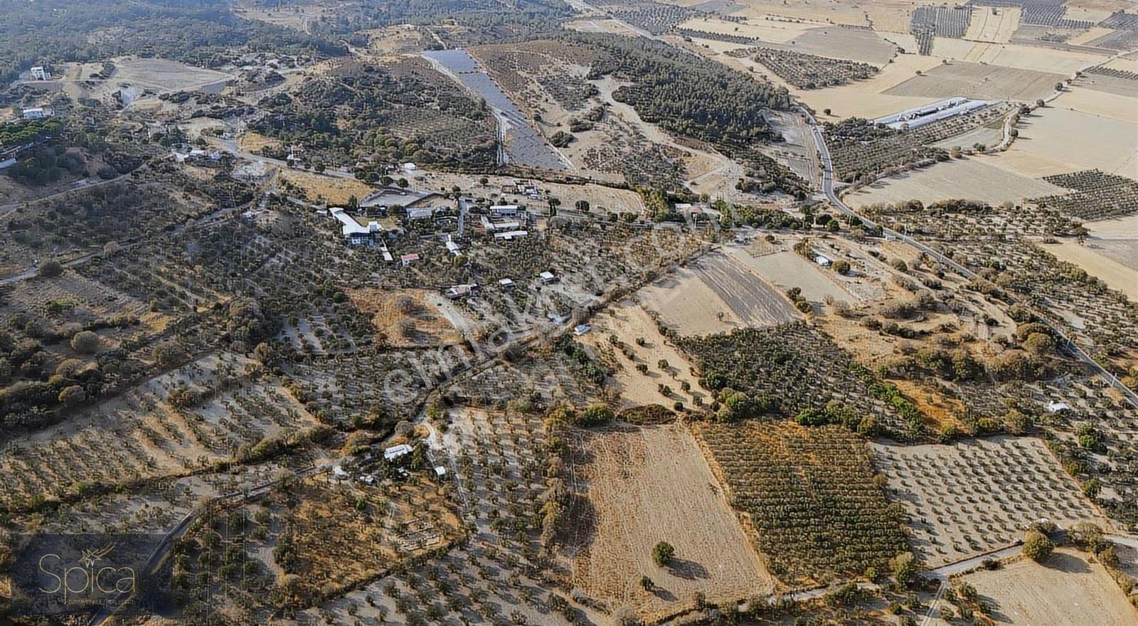 İzmir Aliağa Güzelhisar Satılık Zeytinlik - Görsel 2