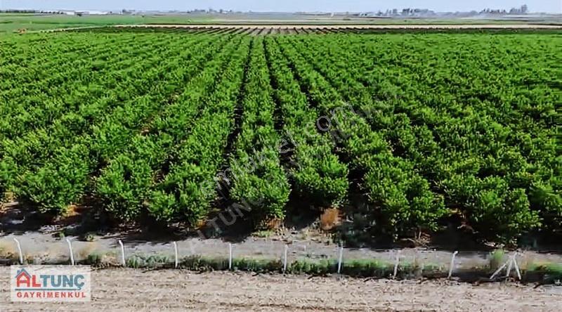 Satılık 81.535m² Patagonia Nektarin Bahçesi - Yatırım Fırsatı - Görsel 3