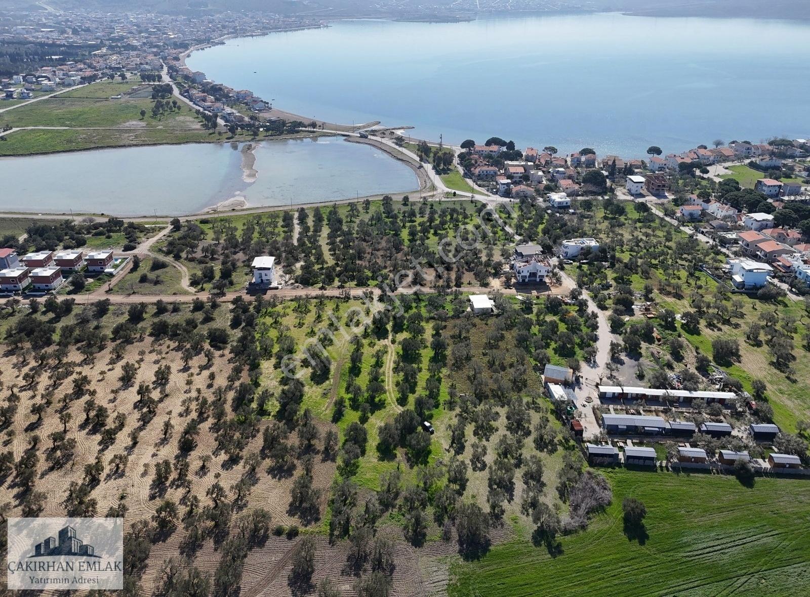 Yenişakran Da, Denize, Göle Ve İmar Yakını Satılık Zeytinlik