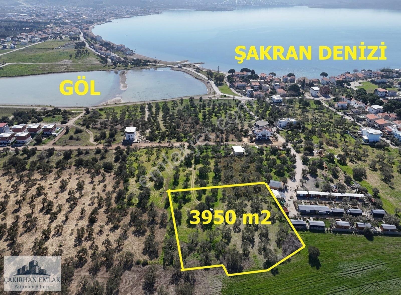 Yenişakran Da, Denize, Göle Ve İmar Yakını Satılık Zeytinlik - Görsel 15