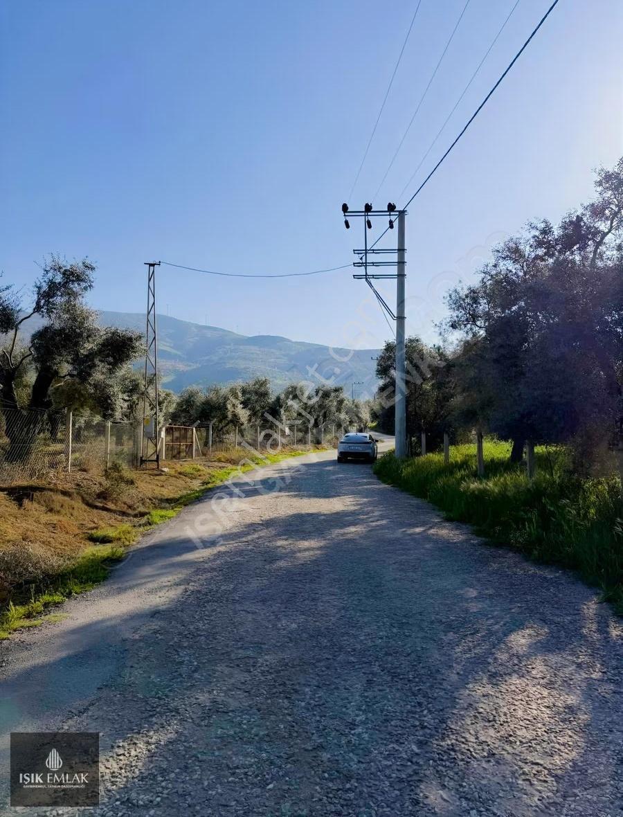 Işık Gayrimenkul'den Satılık Yuvalı'da Mükemmel 9500m2 Zeytinlik - Görsel 9