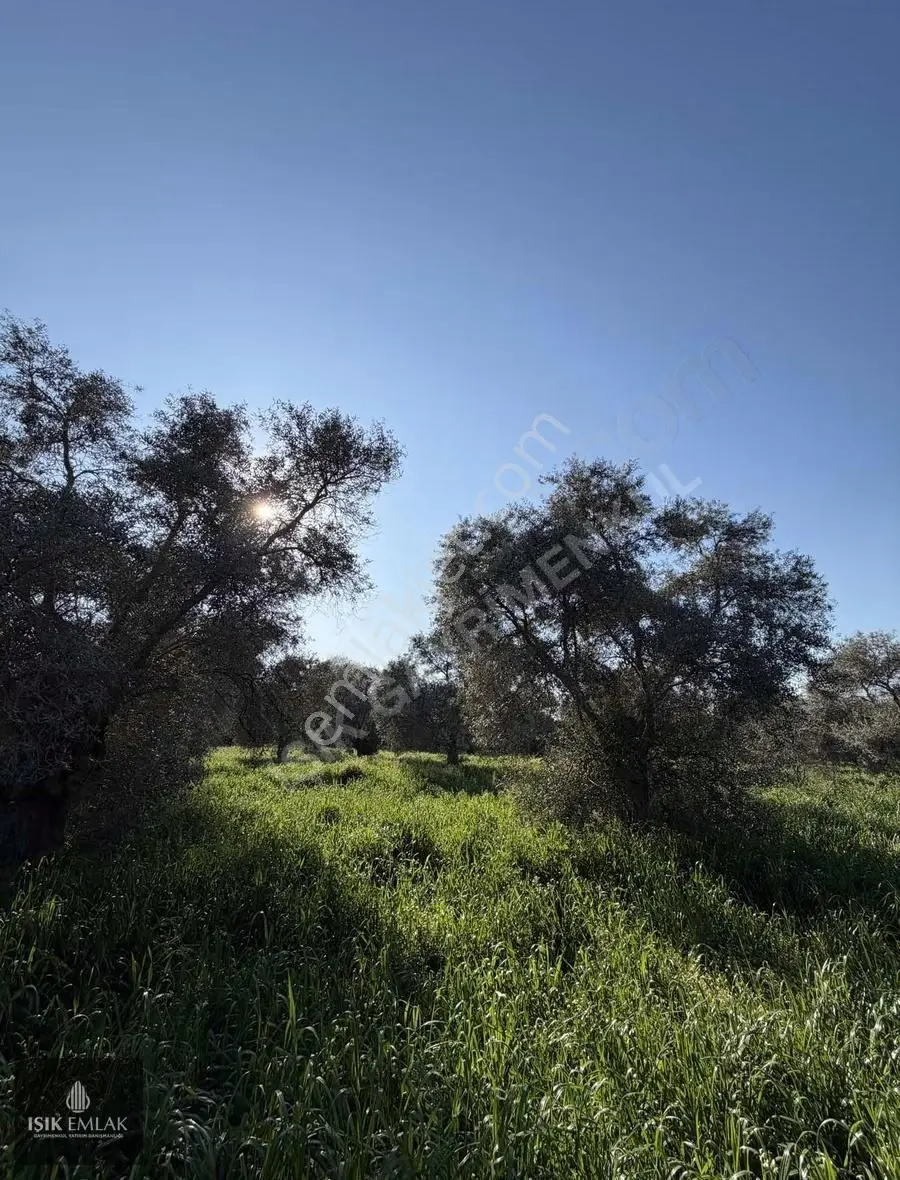 Işık Gayrimenkul'den Satılık Yuvalı'da Mükemmel 9500m2 Zeytinlik - Görsel 5
