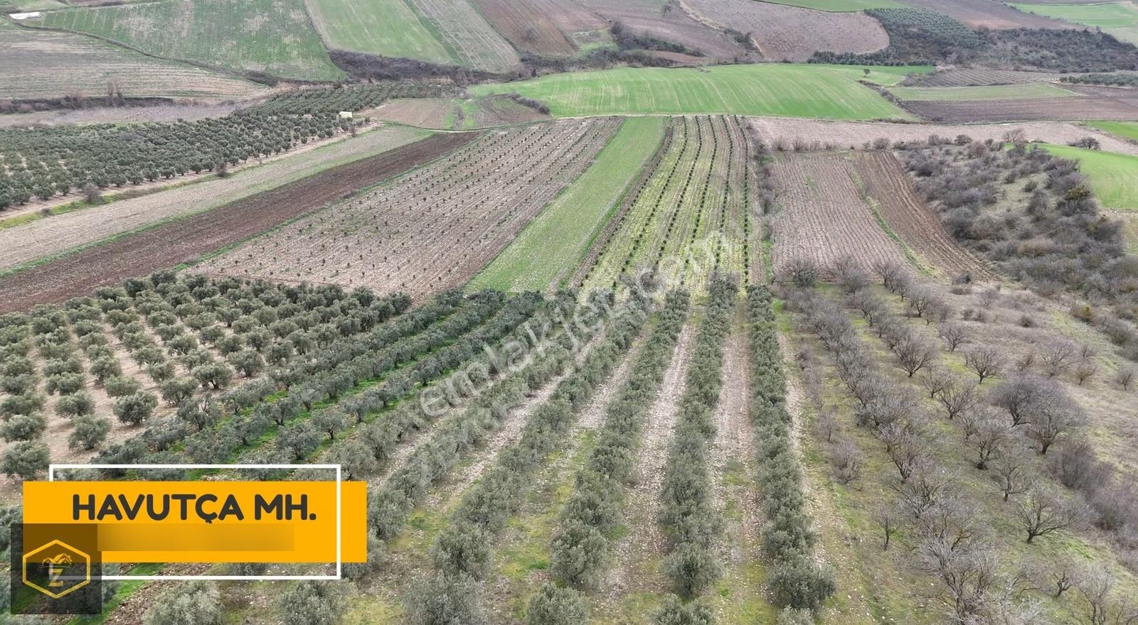 Zeybek Emlaktan Havutça Da 19.872 Metrekare Zeytinlik Satılıktır - Görsel 23